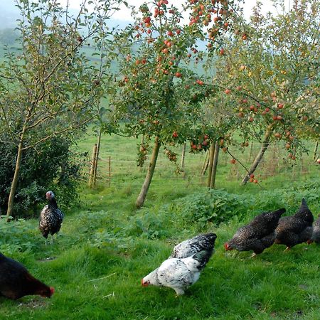 Pensjonat T'S At Lower Rudloe Farm Corsham Zewnętrze zdjęcie